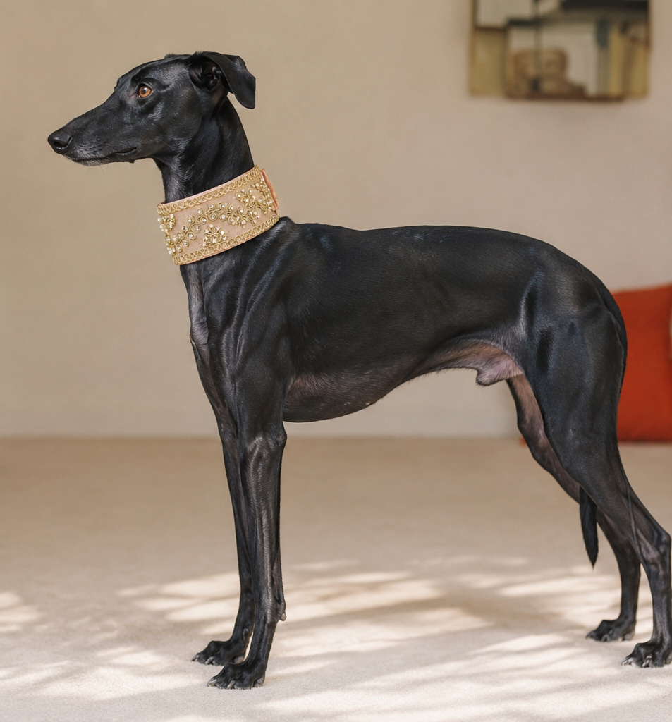Royal Garden Wide Embroidered Collar — Long Neck Breeds