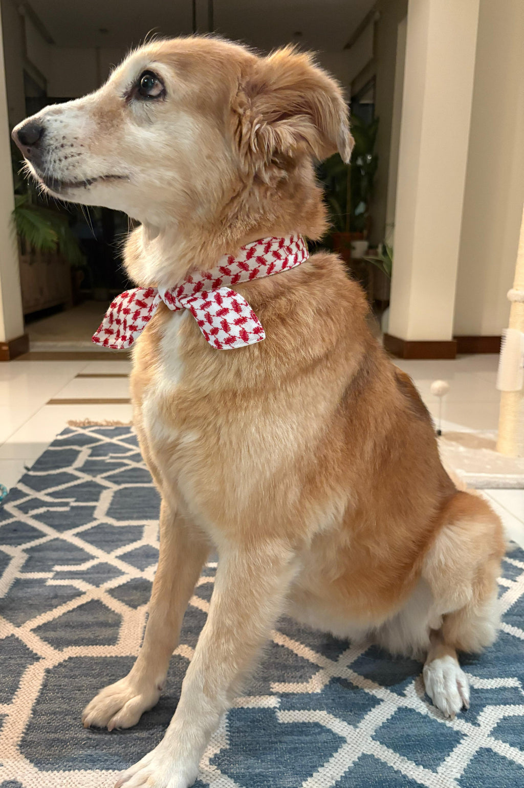 Arabian Knot Collar