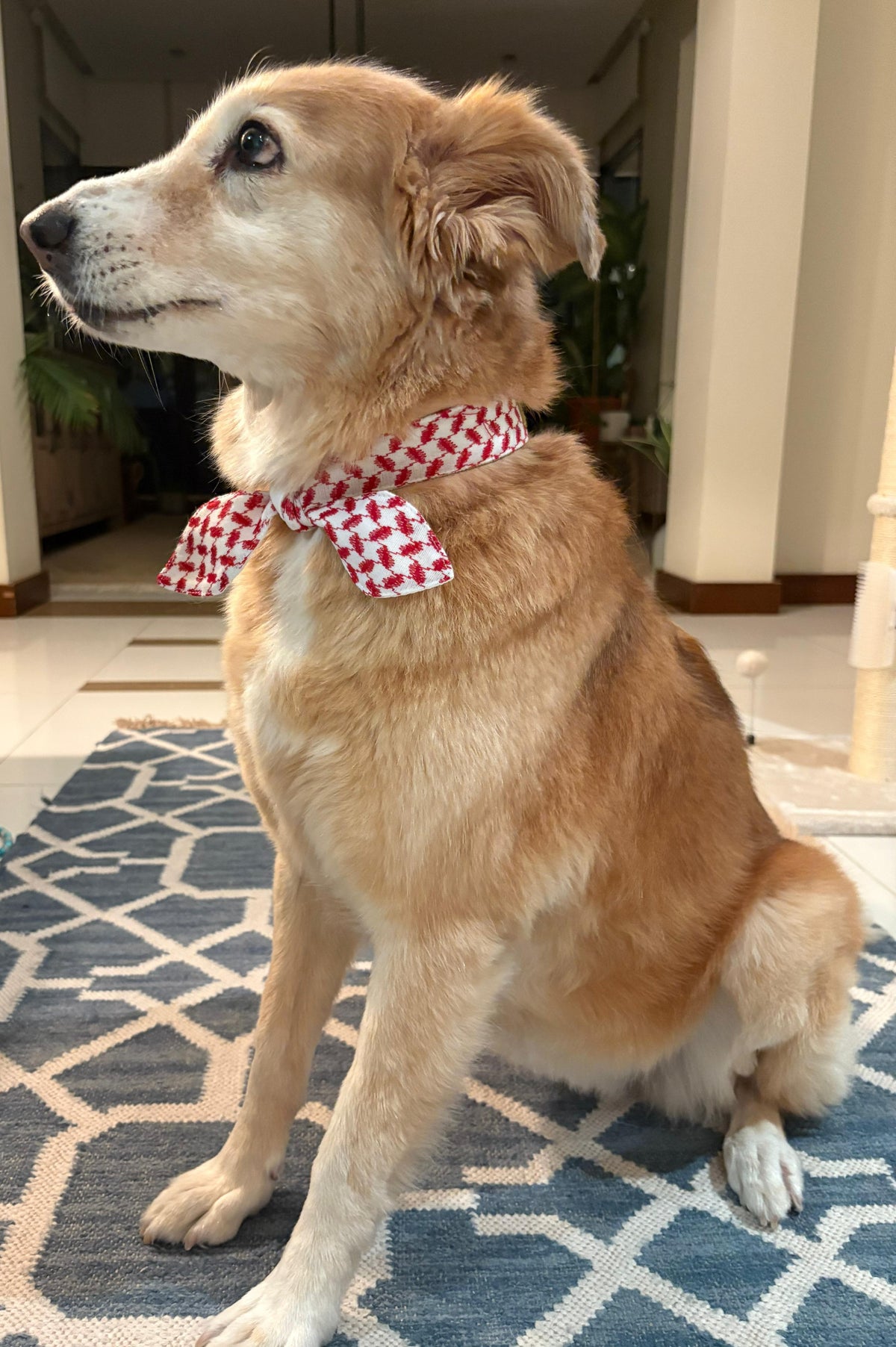 Arabian Knot Collar