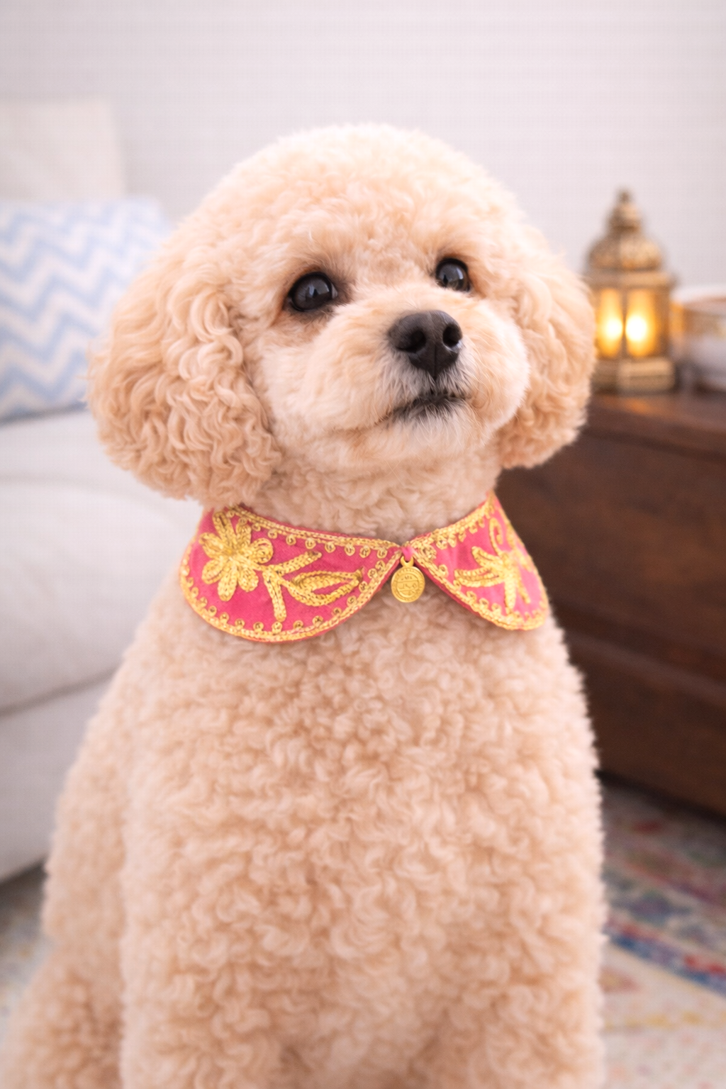 Arabesque Zari Collar in pink on dog